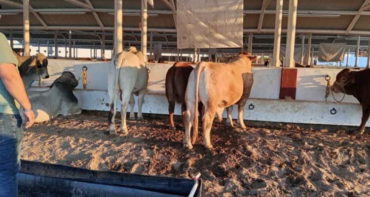sequía en Matamoros