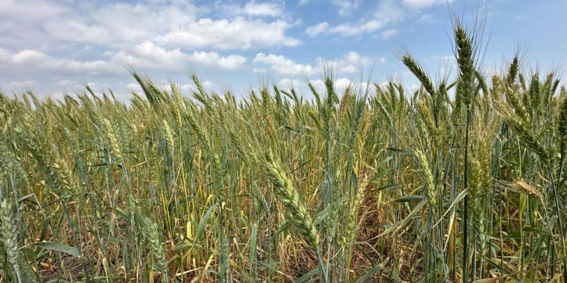 siembra de trigo en norte de Tamaulipas