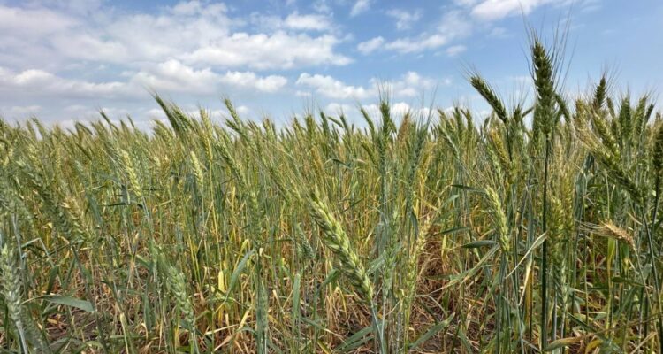 siembra de trigo en norte de Tamaulipas