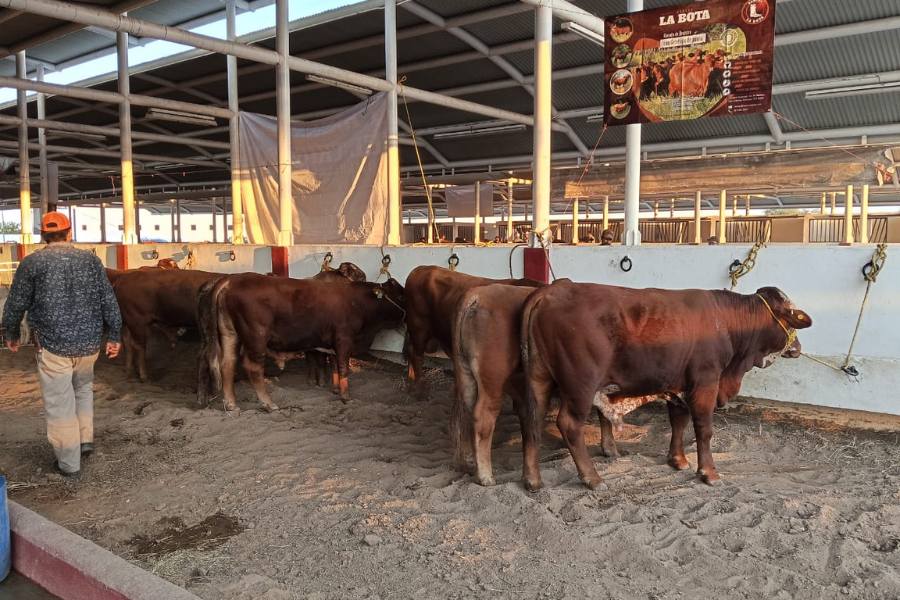 trámites ganaderos gratuitos en matamoros