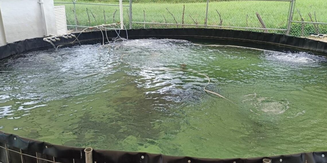 trucha pinta en miquihuana