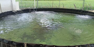 trucha pinta en miquihuana