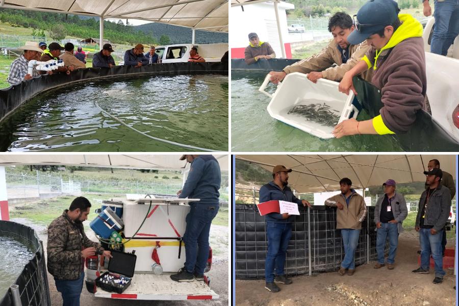 trucha pinta en miquihuana