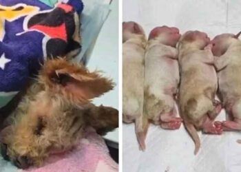 ¿Qué es lo que se sabe de ‘Cereza’, la perrita que sobrevivió a la explosión en Iztapalapa?