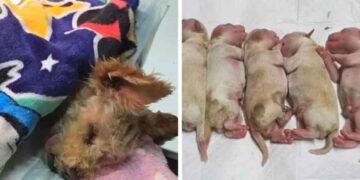 ¿Qué es lo que se sabe de ‘Cereza’, la perrita que sobrevivió a la explosión en Iztapalapa?