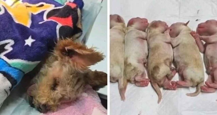 ¿Qué es lo que se sabe de ‘Cereza’, la perrita que sobrevivió a la explosión en Iztapalapa?