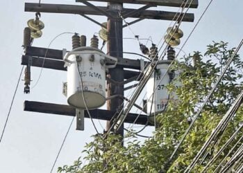 ¿Quieres podar un árbol cerca del cable de luz Esto es lo que debes hacer