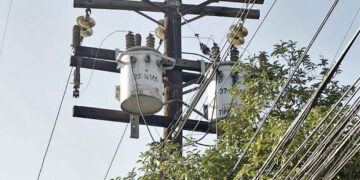 ¿Quieres podar un árbol cerca del cable de luz Esto es lo que debes hacer