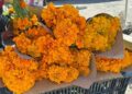 Arranca en Matamoros, Tamaulipas, la venta del cempasúchil, símbolo del Día de Muertos