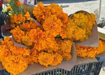 Arranca en Matamoros, Tamaulipas, la venta del cempasúchil, símbolo del Día de Muertos