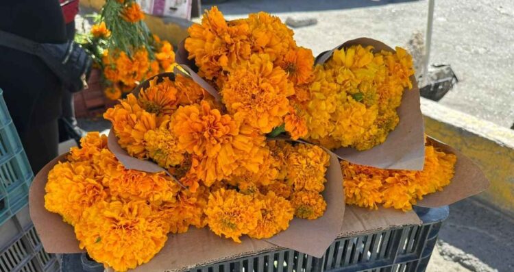 Arranca en Matamoros, Tamaulipas, la venta del cempasúchil, símbolo del Día de Muertos