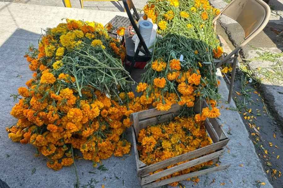Arranca en Matamoros, Tamaulipas, la venta del cempasúchil, símbolo del Día de Muertos