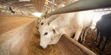 Aún no hay condiciones para reabrir la frontera ganadera de EU al ganado mexicano debido al gusano barrenador: Sader