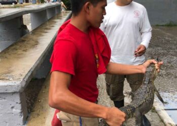 cría de cocodrilo Tampico