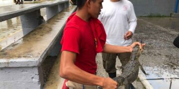 cría de cocodrilo Tampico