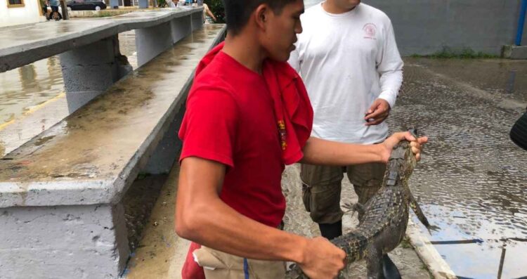 cría de cocodrilo Tampico