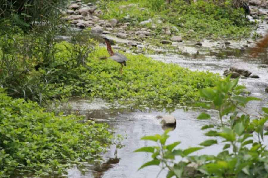 Después de meses seco, el río San Marcos recupera su cauce en Ciudad Victoria, Tamaulipas