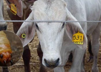 Detectan nuevo caso de gusano barrenador en Montemorelos, Nuevo León