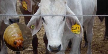Detectan nuevo caso de gusano barrenador en Montemorelos, Nuevo León