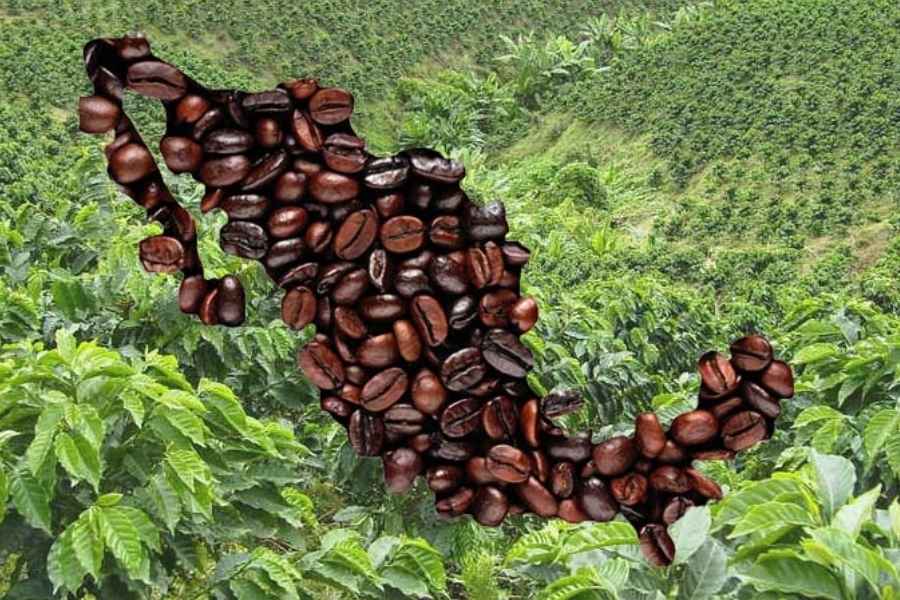 Día Mundial Café México