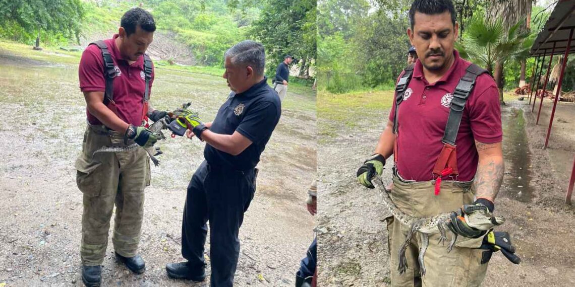 Hallan cocodrilo a un costado del río San Marcos en Ciudad Victoria, Tamaulipas