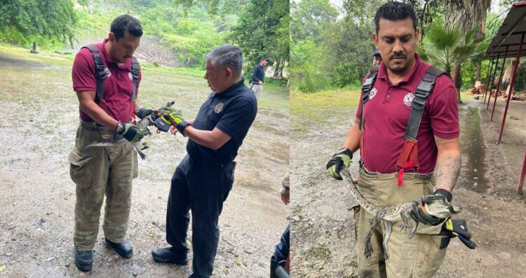 Hallan cocodrilo a un costado del río San Marcos en Ciudad Victoria, Tamaulipas