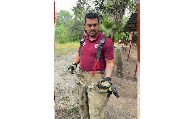 Hallan cocodrilo a un costado del río San Marcos en Ciudad Victoria, Tamaulipas 