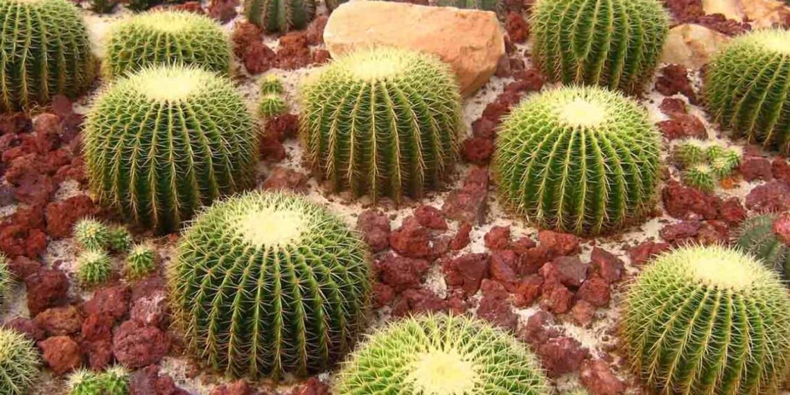 Implementa Tamaulipas programa integral para salvar cactáceas