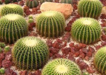 Implementa Tamaulipas programa integral para salvar cactáceas