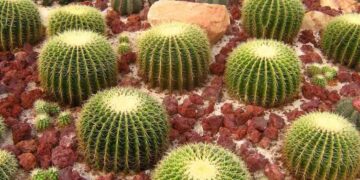Implementa Tamaulipas programa integral para salvar cactáceas