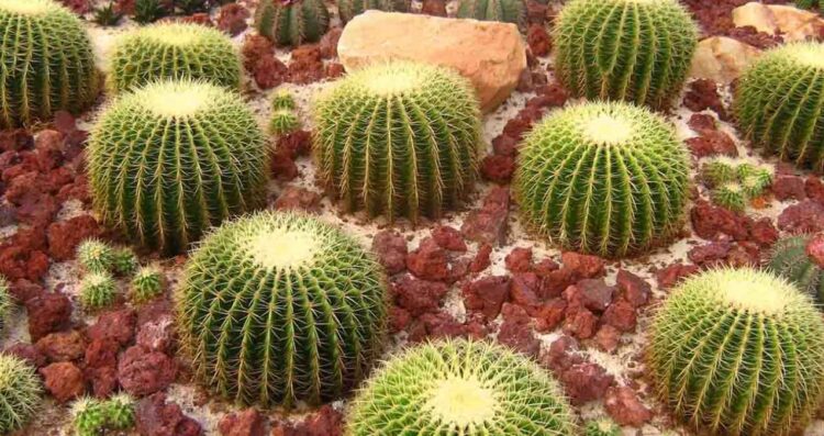 Implementa Tamaulipas programa integral para salvar cactáceas