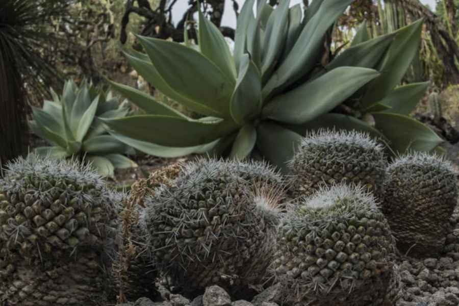 Implementa Tamaulipas programa integral para salvar cactáceas