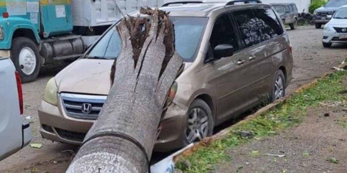 Palma cae camioneta en El Mante