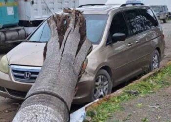 Palma cae camioneta en El Mante