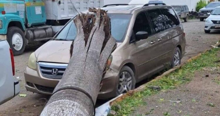 Palma cae camioneta en El Mante