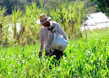 Producción para el Bienestar ¿Conoces los requisitos para obtener hasta $24,000 si eres agricultor
