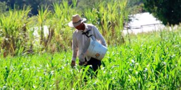 Producción para el Bienestar ¿Conoces los requisitos para obtener hasta $24,000 si eres agricultor
