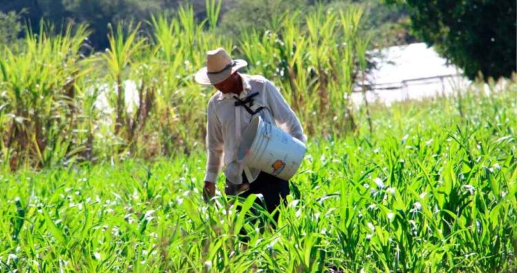 Producción para el Bienestar ¿Conoces los requisitos para obtener hasta $24,000 si eres agricultor