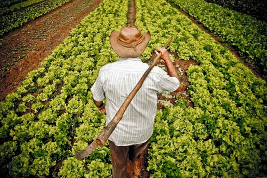 Producción para el Bienestar ¿Conoces los requisitos para obtener hasta $24,000 si eres agricultor