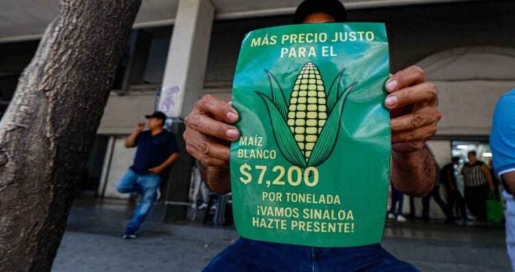 agricultores propuesta maíz