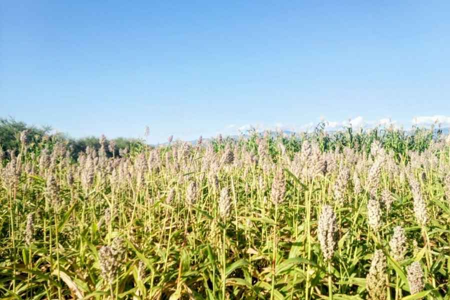 Tamaulipas impulsa el sorgo blanco como alternativa nutricional