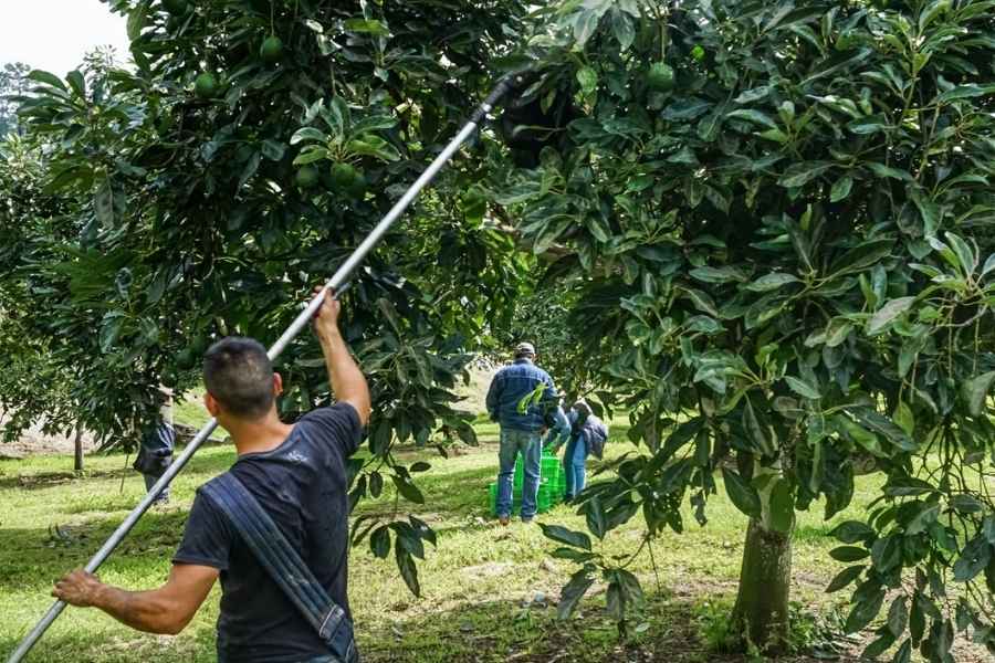 Tamaulipas logra avances clave en el combate de plagas agrícolas