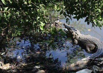 UMA cocodrilos Tamaulipas