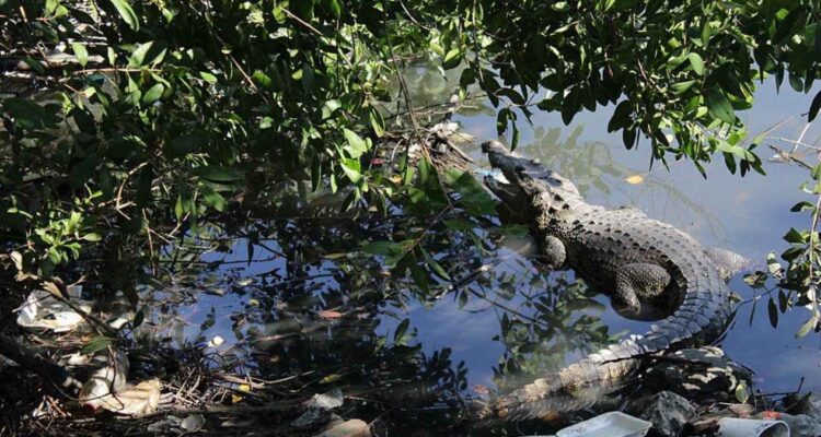UMA cocodrilos Tamaulipas