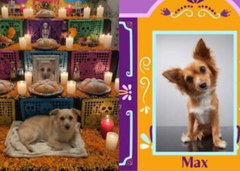 altar de muertos para mascotas