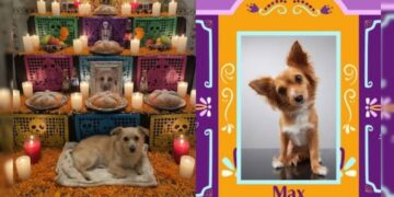 altar de muertos para mascotas