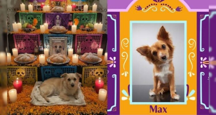 altar de muertos para mascotas