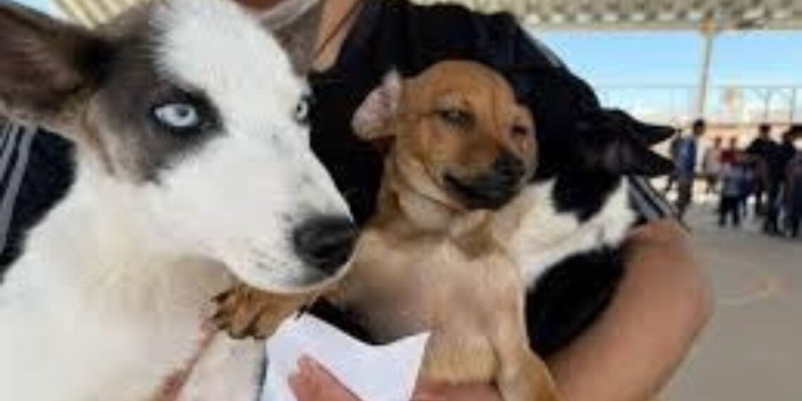 campaña de esterilización de mascotas en Tamaulipas