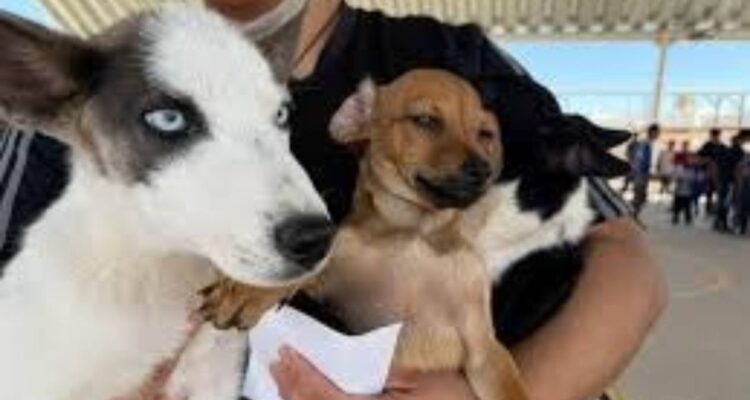 campaña de esterilización de mascotas en Tamaulipas