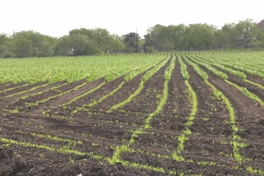 campesinos de Matamoros